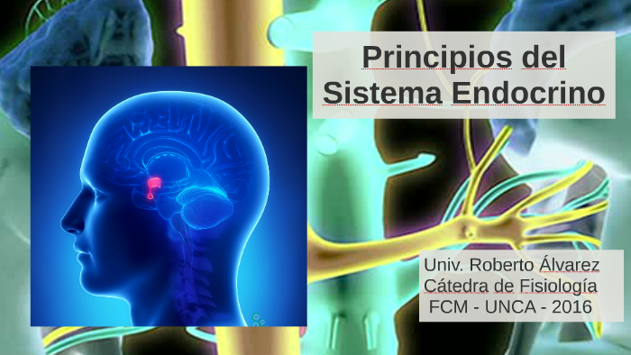 Principios del Sistema Endocrino by Beto Alvarez on Prezi