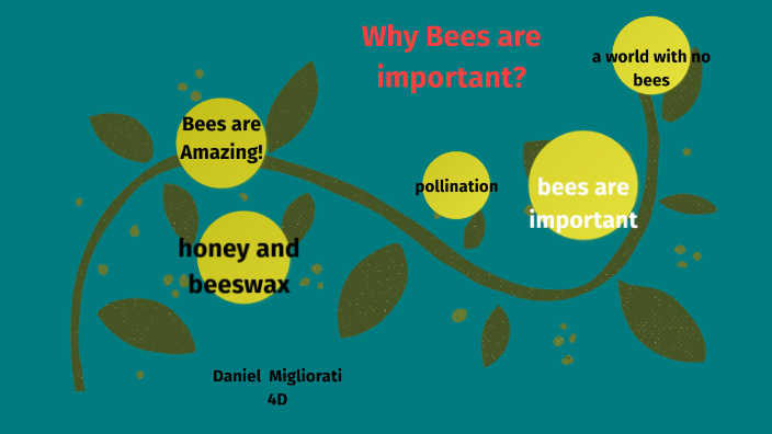 Why bees are important by Daniel M on Prezi