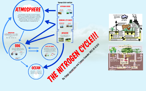 Nitrogen Cycle by Maiya Jazwierska on Prezi