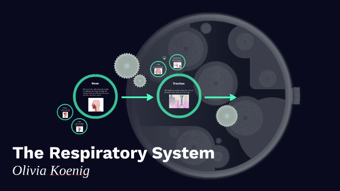 The Respiratory System by Olivia Koenig on Prezi