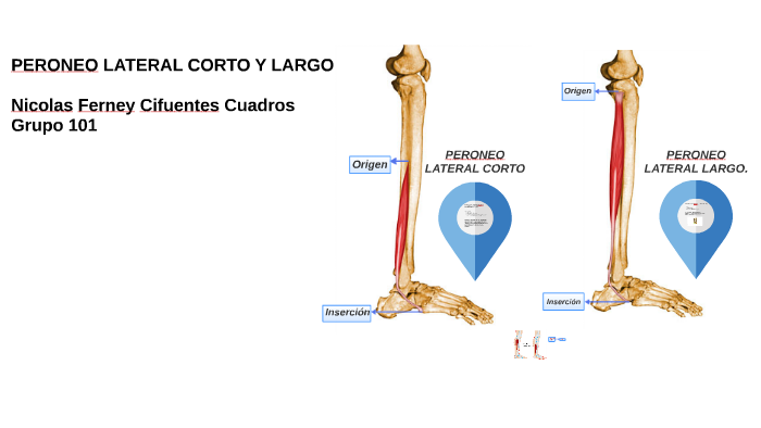 origen e inserción del peroneo largo