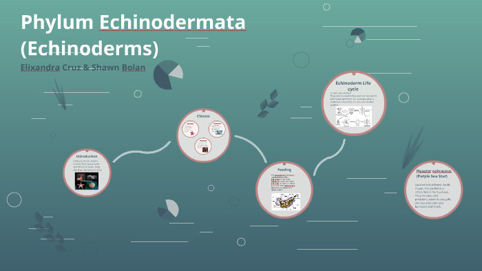 Phylum Echinodermata (Echinoderms by elixandra cruz on Prezi