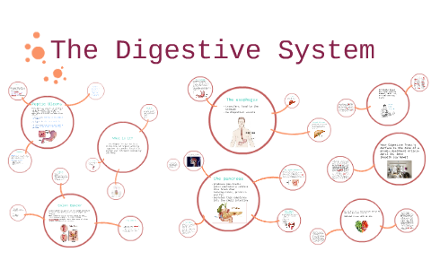 The Digestive System by Ania Yee-Boguinskaia on Prezi