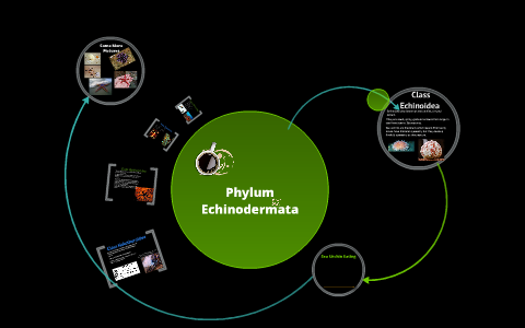 Phylum Echinodermata by Cortez Sorrell on Prezi