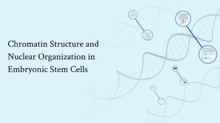 Chromatin Structure and Nuclear Organization in Embryonic Stem Cells by ...