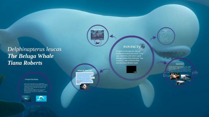 Beluga Whale Project by Tiana Roberts on Prezi