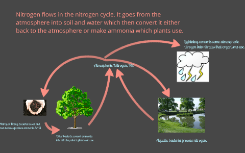 Nitrogen Cycle by Chris Lacey on Prezi