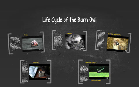 Life Cycle Of The Barn Owl By Tammy Bonanno On Prezi