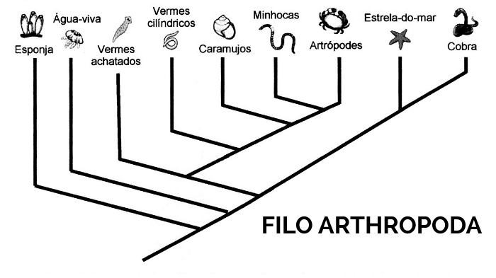 Filo nemathelminthes vermes cilindricos.