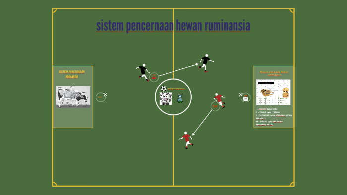 Sistem Pencernaan Makanan Pada Hewan Ruminansia By Rizka Annisa On