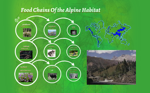 food chains of the alpine habitat by Caleb wysocki on Prezi
