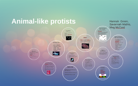 Animal Like Protist By Savannah Mathis