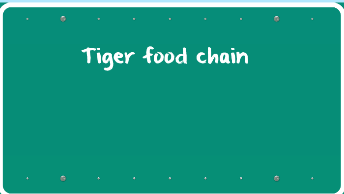 Tiger food chain by Marta Holmes
