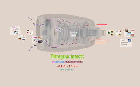 Transgenic insects by Leanna Jacobs on Prezi