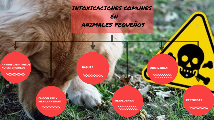 Intoxicaciones comunes (animales pequeños) by Leyton Mateus on Prezi