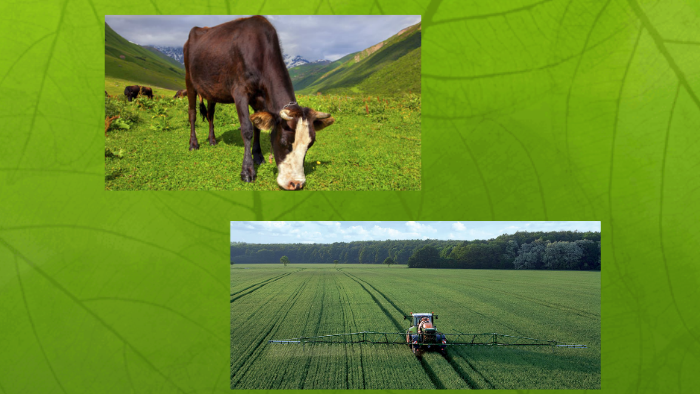Unterschied ökologische Landwirtschaft Und Konventionelle Landwirtschaft