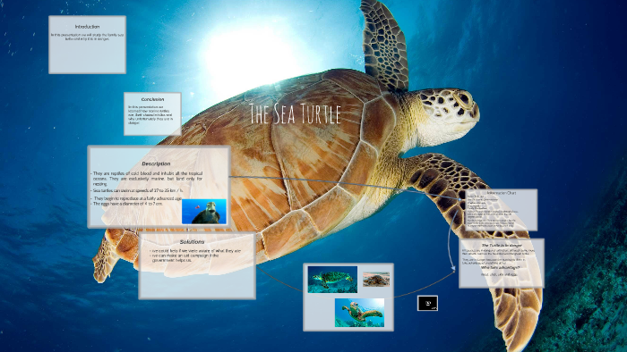 The Turtle Sea by martin galvez on Prezi