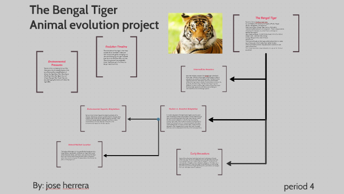 Evolution of Tigers  The Evolution of Tigers
