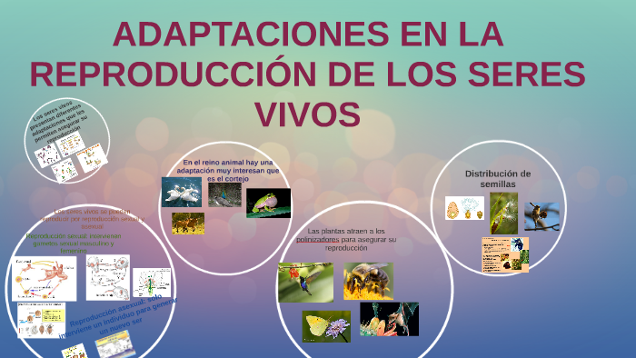 ADAPTACIONES EN LA REPRODUCCION DE LOS SERES VIVOS by Mabebe Bebe on Prezi