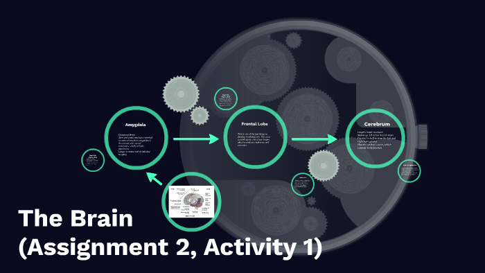 The Brain by on Prezi