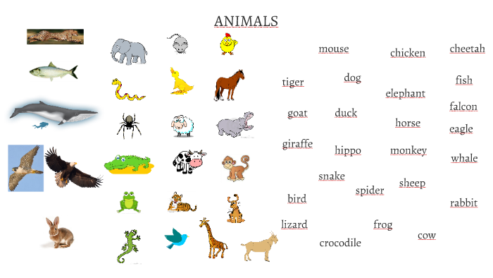 Animals, Clothes, Comparative and Superlative Adjectives by Jocelyn  manriquez parra