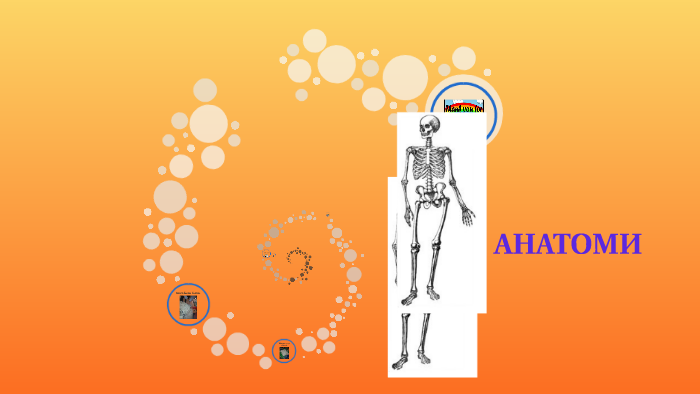 Нуруу нугасны хөндлөн огтлол by Эстер Эстер on Prezi