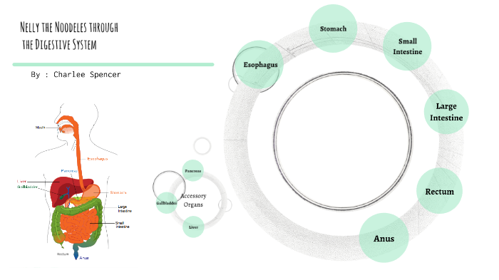 Digestive System by Charlotte Spencer on Prezi