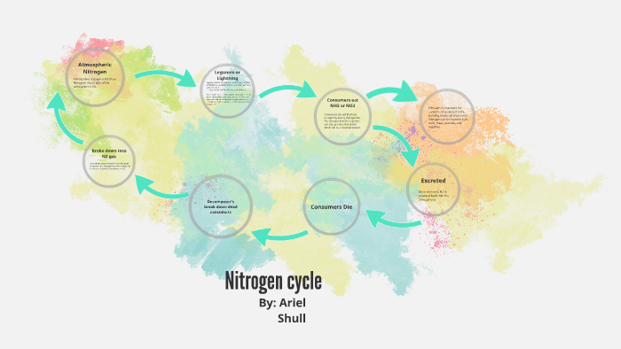 Nitrogen cycle by Ariel Shull on Prezi
