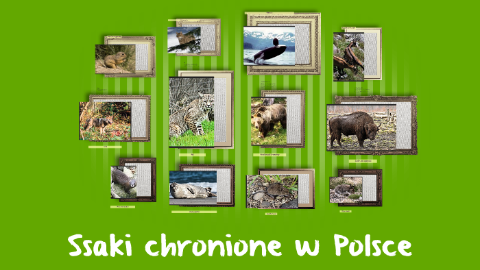 Ssaki Chronione W Polsce Wikipedia Ssaki chronione w Polsce by Maciej Maciej on Prezi