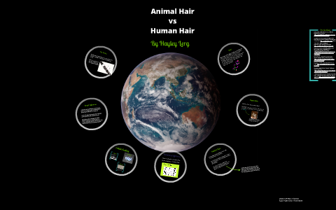 Animal Hair vs Human Hair by Hayley Lerg