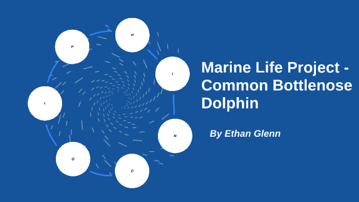 Marine Life Project - Common Bottlenose Dolphin by Ethan Glenn on Prezi