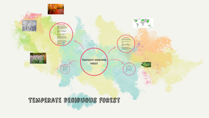 Temperate deciduous forest by Grace Brown on Prezi