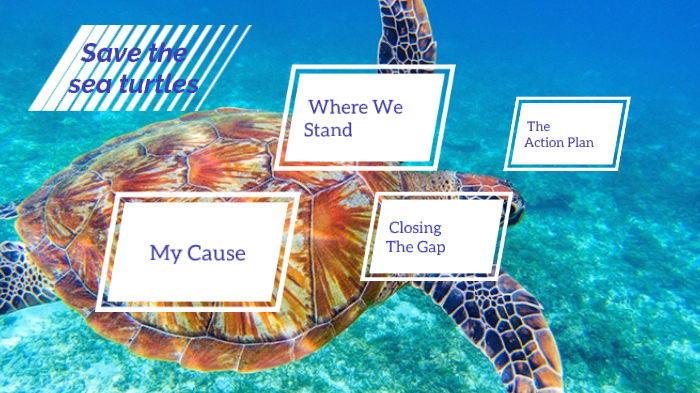 sea turtles by Lily flower on Prezi