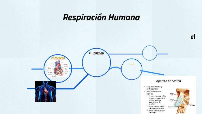 RESPIRACION HUMANA by Escuela 13 DE 21 Lanari