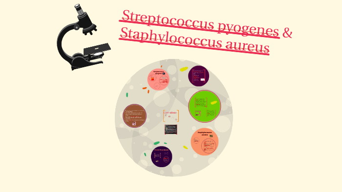 Staphylococcus Aureus And Streptococcus Pyogenes