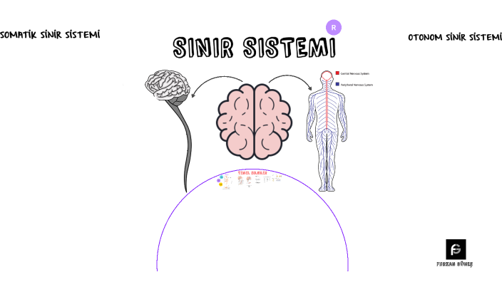 çocuklar için somatik sinir sistemi