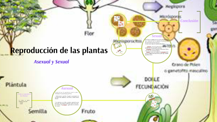 Reproduccion de las plantas by jesus antonio escamilla escamilla