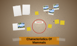 Characteristics Of Mammals
