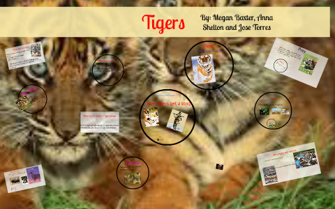 Tigers by on Prezi