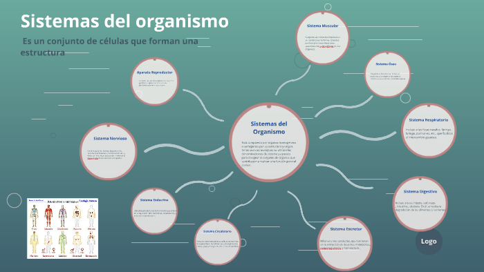 Sistemas Del Organismo By Daniel U On Prezi