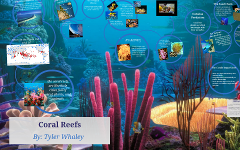 Coral Reefs by Tyler Whaley on Prezi