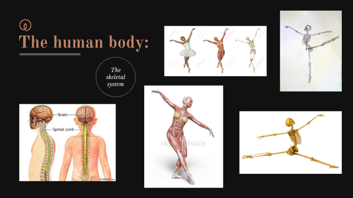 The human body by Jai Harper on Prezi