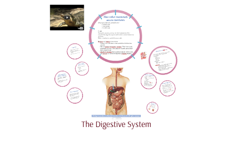 The Digestive System by ashleigh knight on Prezi