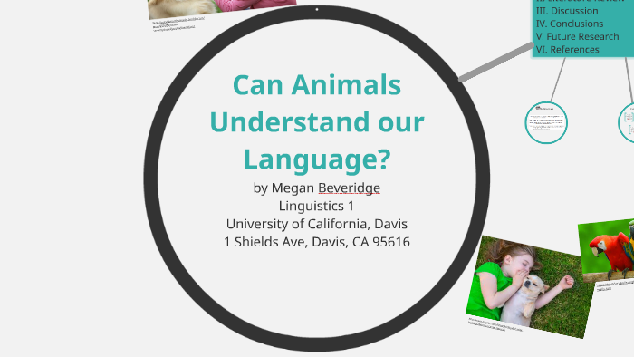 can-animals-understand-our-language-by-meg-bev