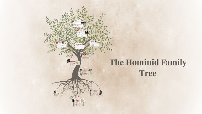 The Hominid Family Tree by Emily Siron on Prezi