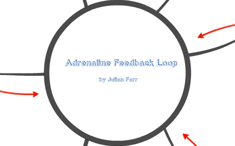 epinephrine and norepinephrine feedback loop