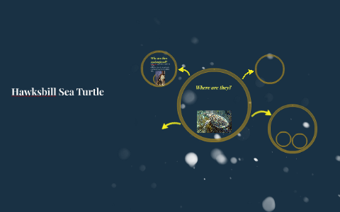Hawksbill Sea Turtle by Lydia Riffert on Prezi