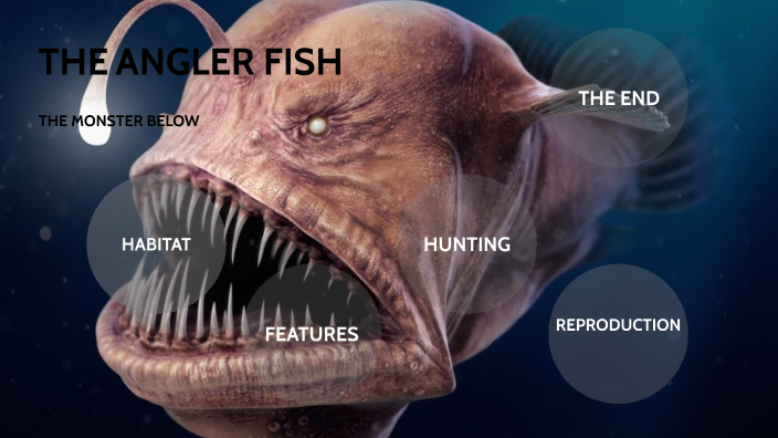 The Anglerfish by Alexis Velazquez on Prezi
