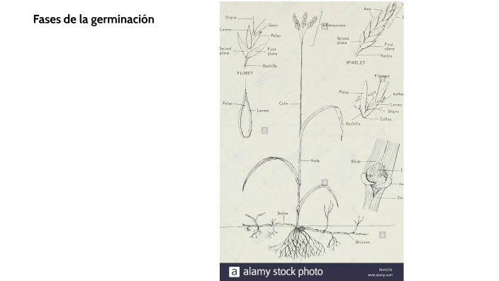 Fases de la germinación by andrea no te lo pienso decir on Prezi