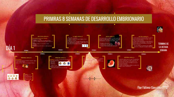 PRIMRAS SEMANAS DE DESARROLLO EMBRIONARIO by Flor González on Prezi